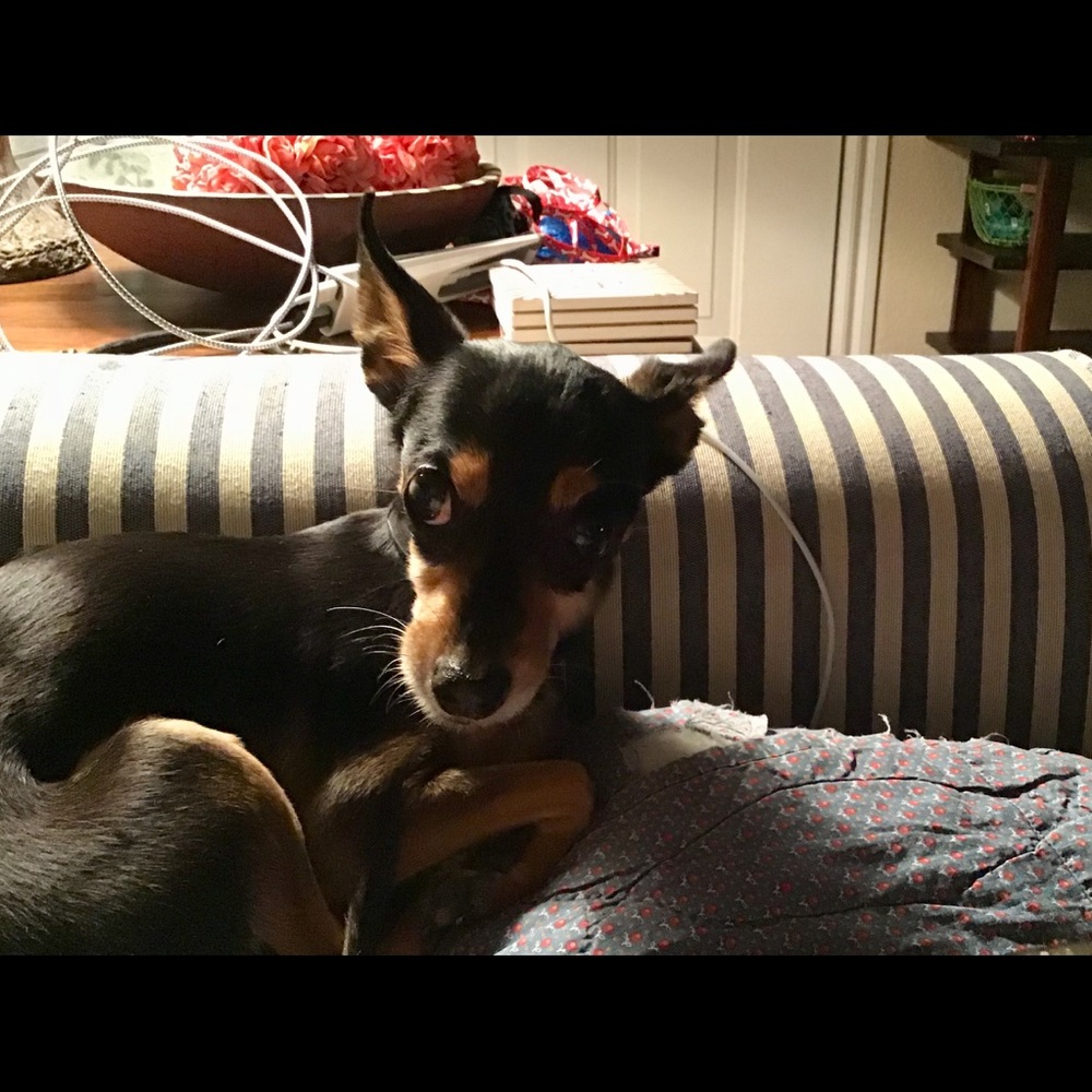 Love my sweet doggie 🐶🐕❤️